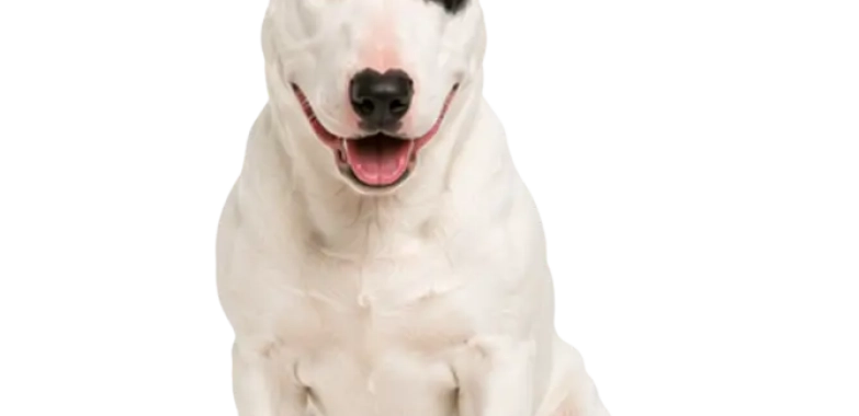 Bull Terrier