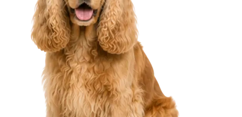 Cocker Spaniel