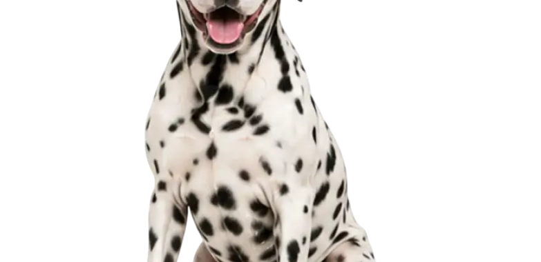 Dalmatian