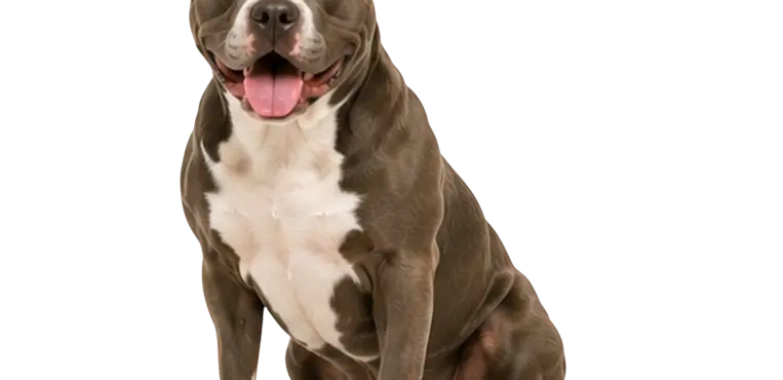Pitbull
