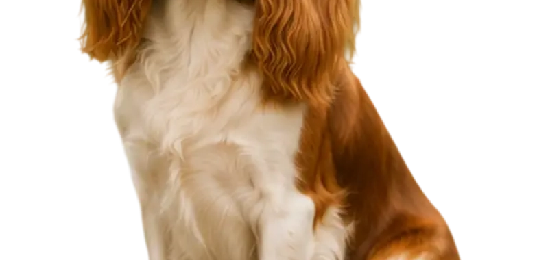 Cavalier King Charles Spaniel
