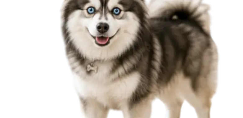 Pomsky