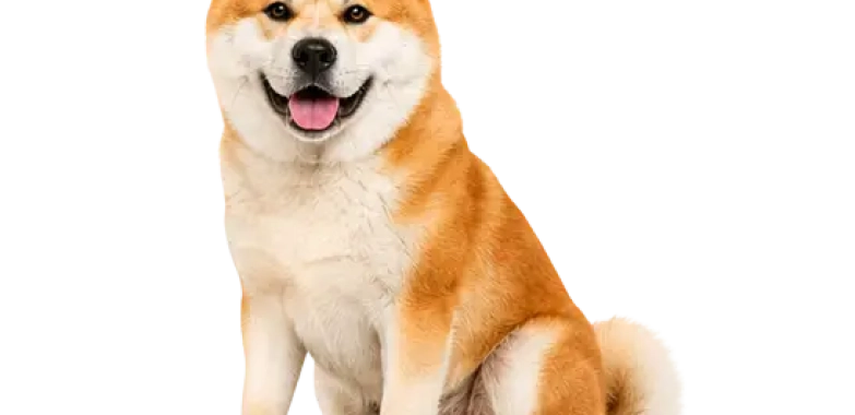 Akita
