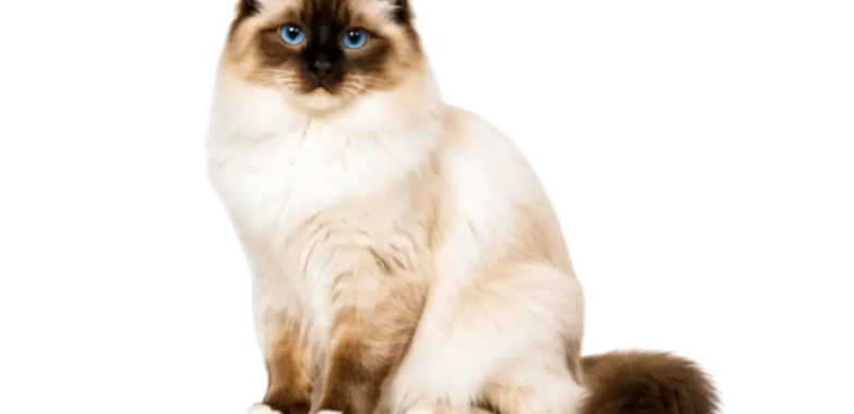 Birman