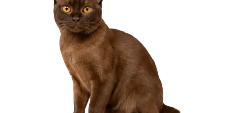 Burmese