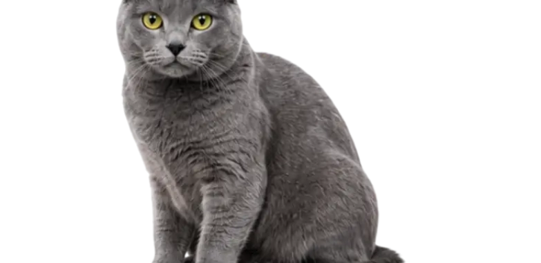 Chartreux