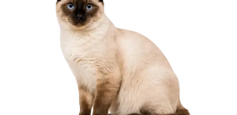 Colorpoint Shorthair