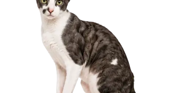 Cornish Rex