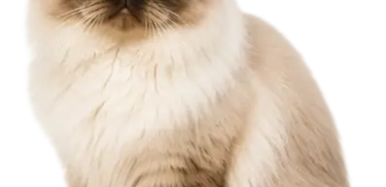 Himalayan
