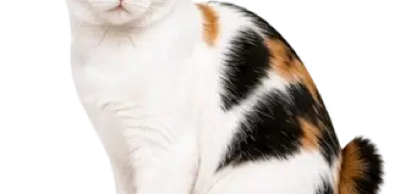 Japanese Bobtail