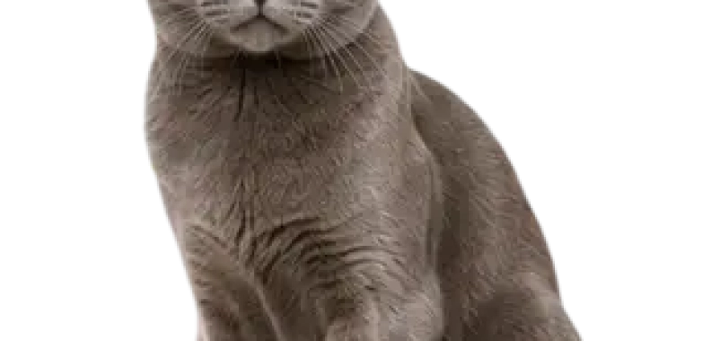 Korat