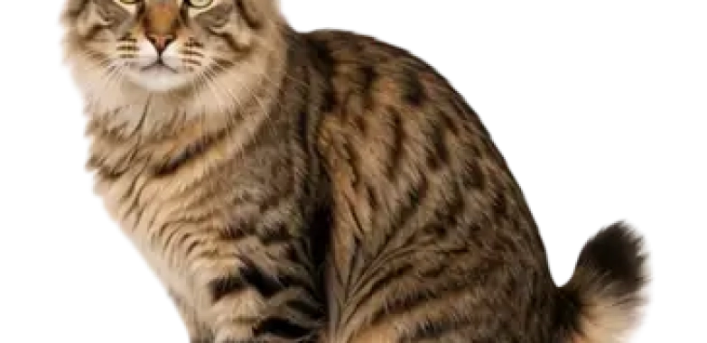 Kurilian Bobtail