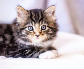 golden cat