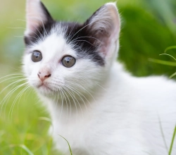 Felis catus