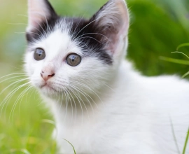 Felis catus