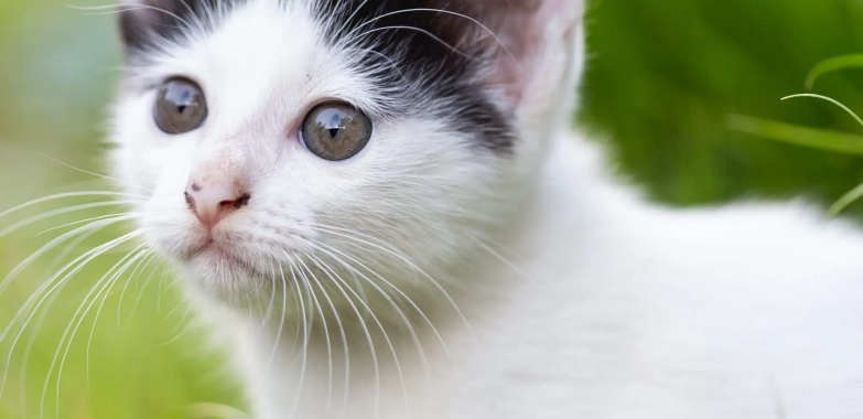 Felis catus